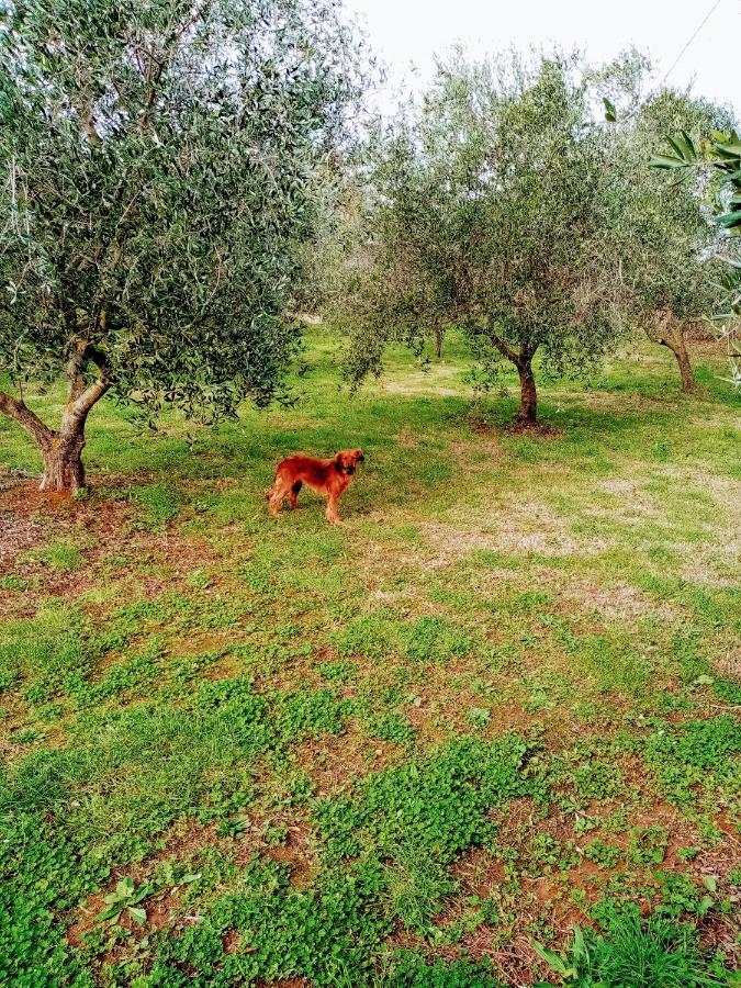 Zelena Kuca- Green House Ližnjan Kültér fotó